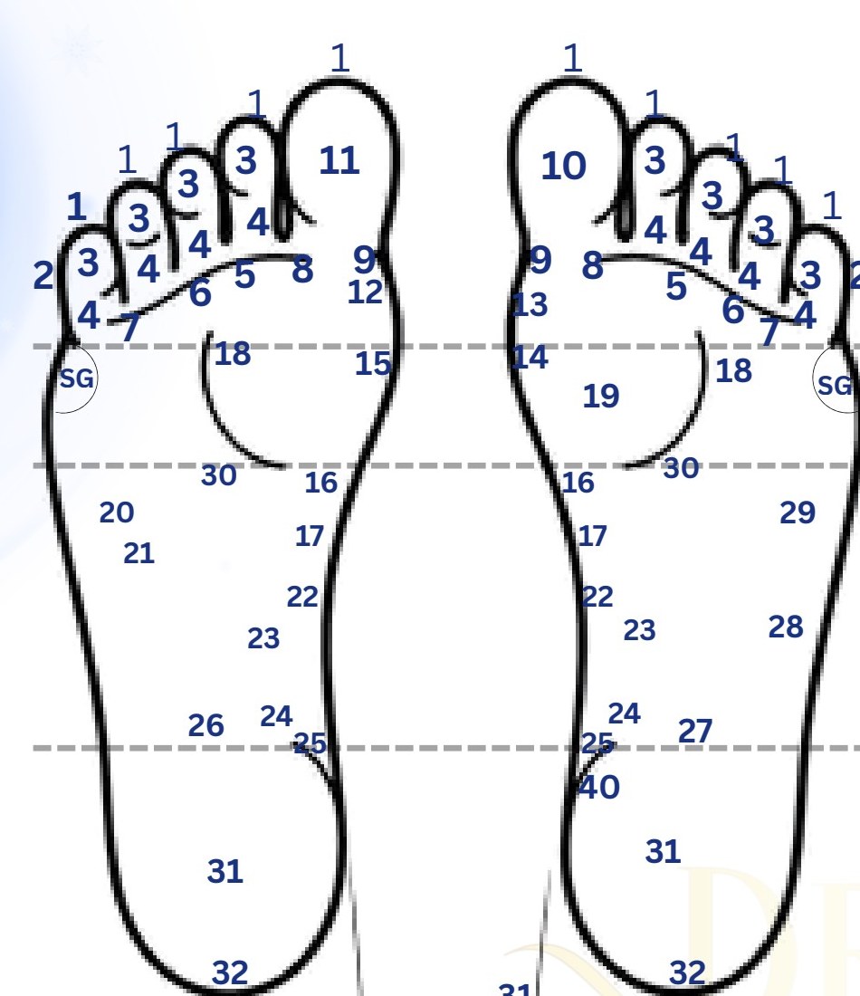 Reflexology Plantar (sole) view